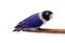 Violet masked lovebird