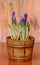 Violet mauve crocus flowers in a rustic vintage flowerpot, wooden background