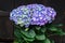 Violet, mauve Hydrangea flowers in a vase, hortensia petals