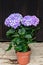 Violet, mauve Hydrangea flowers in a vase, hortensia petals