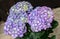 Violet, mauve Hydrangea flowers in a vase, hortensia petals