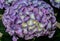 Violet, mauve Hydrangea flowers in a vase, hortensia petals