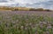 Violet meadow and vineyard