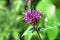 Violet Monarda flower