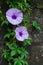 Violet Morning Glory Flowers