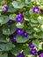 Violet morning glory. Weaving flowers. Beautiful natural background of flowers and large leaves