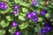 Violet morning glory. Weaving flowers. Beautiful natural background of flowers and large leaves