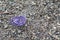 Violet mosquito coil on gravel floor