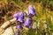 Violet mountain blooming flowers