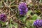 Violet mountain flower