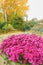 Violet Mums in Fall with Yellow Fall Tree in Back