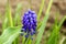 Violet Muscari flower on the background of grass in spring