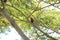 Violet-necked lory in Morotai Island, Indonesia