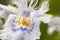 Violet and orange flower close up of Iris japonica