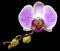 Violet orchid flower