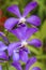 Violet orchid flower in garden