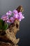 Violet orchid on an old wooden snag