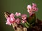 Violet orchid on an old wooden snag