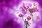 Violet orchid on purple bokeh background