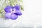 Violet orchid and small flowers over rude grey background