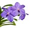 Violet orchid Vanda isolated on white