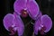 Violet orchids with yellow center