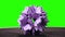 Violet origami flower on green screen.