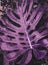 Violet palm tree leaf.