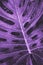 Violet palm tree leaf.