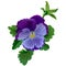 Violet pansy flower