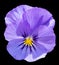 Violet pansy flower isolated on black