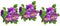 Violet Pansy Flowers isolated on white background Garden floral pattern decorative elements for beautiful design/ Watercolor Sign