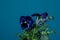 Violet pansy flowers on peacock blue, teal painted wall