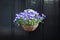 Violet pansy flowers in the pot
