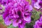 Violet Pelargonium