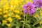 A violet pelargonium geranium flower with a yellow background