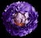 Violet  peony  flower  on black solated background with clipping path. Closeup.