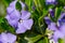 Violet periwinkle flowers