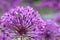 Violet Persian onion flowers. Purple awesome landscape.