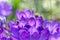 Violet petals Crocus bloom in garden, blurred image