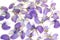 Violet petals on white