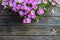 Violet Petunia flower