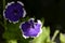 Violet petunia flower close up