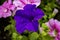 The Violet Petunia Grandiflora Among Others