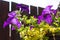 Violet petunia in hanging basket