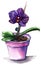 Violet phalaenopsis orchid flower in violet pot