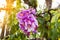 The violet pink Bungor flower bunch on tree in summer day light