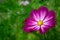 Violet pink cosmea, cosmos flower