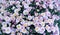 Violet, pink field flowers background, chamomile, daisy, marguerite. Background