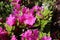 Violet-pink flowering evergreen azalea shrub. Azalea rhododendron